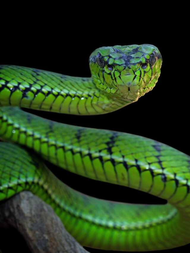 Top and Most Rare species of snakes in India